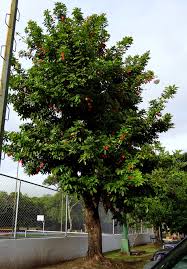 Image result for Blighia