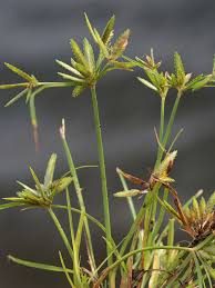 Image result for Cyperus sp.no.10