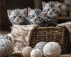 This is a folder dedicated to kitten photography. National Kitten Day July 10 2021 National Today