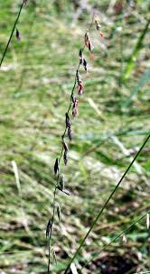 Image result for Ottelia cylindrica