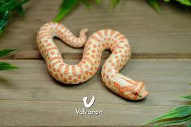 Check spelling or type a new query. Albino Western Hognose Sculpture Album On Imgur