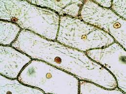 Plant cell under microscope labeled 40x. 1 5 Microscopy Biology Libretexts