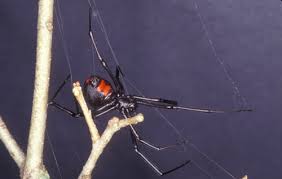 A male and female black widow. Southern Black Widow