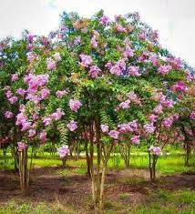 Maybe you would like to learn more about one of these? How To Plant Crape Myrtle Trees The Tree Center