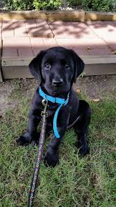 Dog Gnag Quizzical Dogs Cat Dogsofinstag Dogcostumesdr Who 2020 Labrador Yavrulari Kopek Oyuncaklari Sevimli Kopek Yavrulari