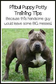 Potty training a puppy in public places. Pitbull Puppy Training Tips Quick And Easy Potty Training Dogvills