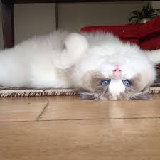 Dolce Vita Ragdolls Home Facebook
