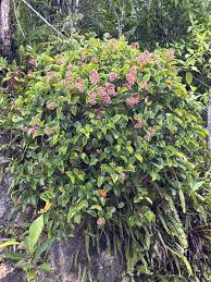 Image result for Pseudopodospermum hispanicum