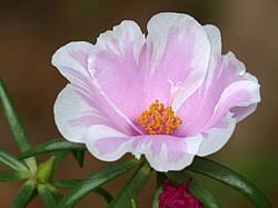 Image result for Portulaca kermesina