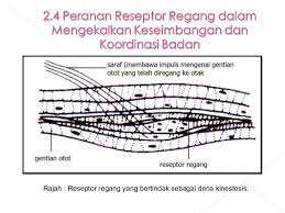Fungsi kapasitor pada rangkaian arus dc maupun pada arus ac sangatlah beragam, walaupun pada dasarnya kegunaan kapasitor adalah untuk menyimpan arus listrik namun dalam praktek nya. Bab 2 Koordinasi Badan