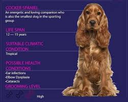 Cocker Spaniel Facts Cocker Spaniel English Cocker Spaniel Spaniel Puppies