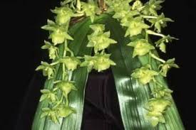 Image result for Diaphananthe bidens