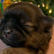 Check spelling or type a new query. Imperial Shih Tzu Country Home Facebook