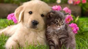 Лекция-семинар "Роль домашних животных в жизни детей" - Агентство  социальной информации - 07.06.2019, 19:00, Москва