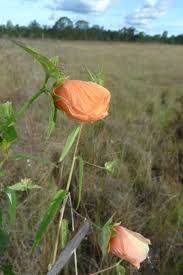 Image result for Malvaceae subfamily Bombacoideae