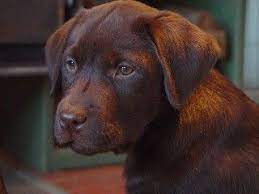 Art print labrador labs puppy dog of painting listed by artist american artwork. Pure Chocolate Chocolate Lab Chocolate Lab Puppies Lab Dogs