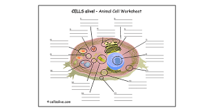 Cells alive animal cell worksheet answer key pdf. Cells Alive Study Aids