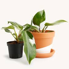Image result for Filodendron Philodendron