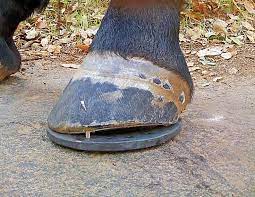 The primary goal of trimming is to encourage the hoof capsule to. Putting The Foot Back On The Horse Horse Journals