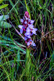 Image result for Cassytha pondoensis