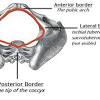 This chapter will focus on those aspects of pelvic anatomy that have special importance to the practice of obstetrics. 1
