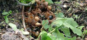 Queen bees also have stingers, but they rarely leave. Bumblebee Nests Bumblebee Conservation Trust