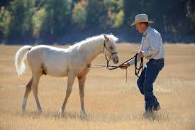 Jonathan Field Training Foals Training Horse Weanlings Yearlings Horse Training Natural Horsemanship Western Horse English Foals Eventing Horses Yearling