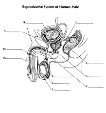 A labelled diagram of the male urogenital anatomy. Quiz Reproductive System Of The Human Male Proprofs Quiz