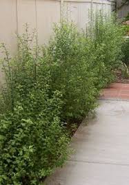 I say put stuff on a trellis. Good For Narrow Hedge Pittosporum Tenuifolium Gold Sheen 10 Tall 3 Wide Rapidly Growing Front Yard Landscaping Plants Landscaping With Rocks