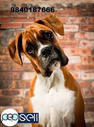 If you are unable to find your companion in our dogs for adoption sections, please consider looking thru the directory of rescue organizations, to see if they have any current dogs for adoption listings. Boxer Puppies For Sale In Chennai Chennai Free Classifieds