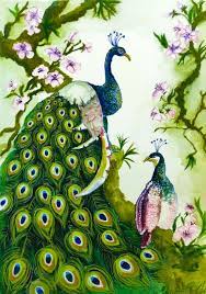 Peacock couple videos
