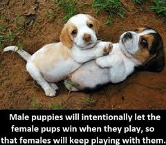 Wholesome memes you are amazing meme. Wholesome Memes Aren T Just Cute They Re Subversive As H Ck