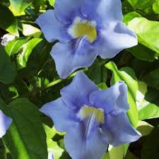 Image result for Thunbergia gossweileri