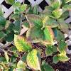 The tea plant is branching with alternate elliptical leaves. 1