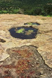 Image result for Lindernia monroi