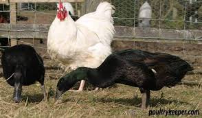 Can You Keep Chickens And Ducks Together Chickens Backyard Keeping Ducks Chickens
