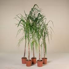 Image result for Syagrus romanzoffiana