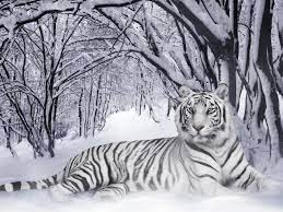 Pin By Jodi Summers On Big Cats Pet Tiger Tiger Pictures Snow Tiger