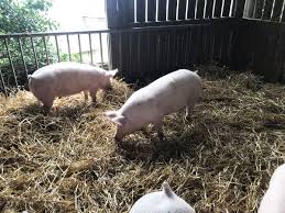 Rénovation, transformation, rénovation, etc, dans toutes sortes de volailles et de porcs des fermes. Ferme De Kerouatz Viandes Et Conserves Artisanales Et Locales