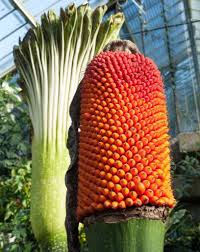 The spathe withers and collapses after a few days, and if pollinated, the plant soon. The Giant Pongy Plant Titan Arum Kew