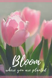 Bloom Where You Are Planted Tulips Quotes Motivational Flowers Bloom Flowers Motivational Plant In 2020 Tulips Quotes Bloom Where You Are Planted Flower Quotes