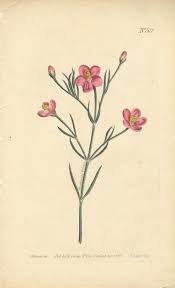 Image result for Chironia