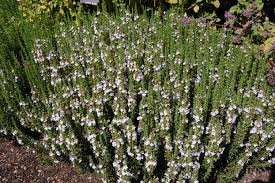 Image result for Satureja