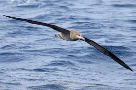 Types Of Seabirds Pelagic Birds .bird fly ocean bird fly on the ocean bird ocean free birds images peacock birds images eagle bird owl bird birds flying in the sky beautiful birds images bird black background bulbul bird indian birds. types of seabirds pelagic birds