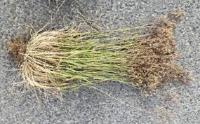 Image result for Pentameris