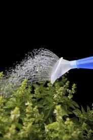 Adjust the watering frequency if temperature or sun exposure increases, to maintain soil moisture. Basil Plant Watering How To Water Basil Plants Indoors And Out
