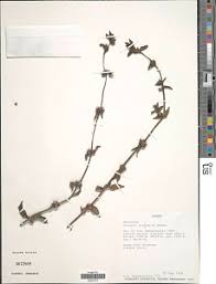 Image result for Spermacoce princeae