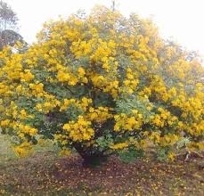 Image result for Senna bicapsularis