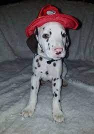 Dalmatian Puppy For Sale In Beech Grove In Adn 30387 On Puppyfinder Com Gender Male Age 7 Week Dalmatian Puppies For Sale Dalmatian Puppy Puppies For Sale