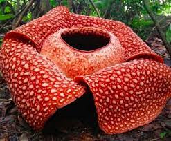 Biologists Have Discovered The Largest Monster Flower In Indonesia Novinite Com Sofia News Agency